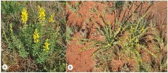 Image result for Crotalaria quarrei