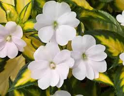 Image result for Impatiens irvingii