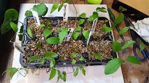 How to take cuttings from a clematis or climbing shrub. Propagating Clematis By Softwood Cuttings The Propagator