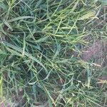 Image result for Urochloa dictyoneura