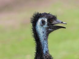 Its height averages 5.7 feet (1.75 meters). Emu Natur Und Tierwelt Victoria Australien