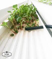 Microgreens Hydroponic Farming Microgreens Hydroponics System