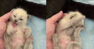 You may be a little nervous the first time … or second … or third for that matter. Foster Mom Captures Adorable Moment Tiny Kitten Learns To Grooms Himself For The First Time