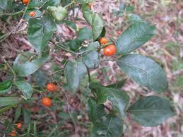 Image result for Morinda lucida