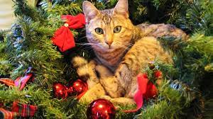 Looking for a good deal on christmas kitties? Christmas Kitty Youtube