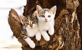 site bahcesindeki kedi atilabilir mi oya armutcu kose yazilari