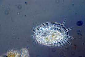 Prokaryotic organisms and eukaryotic organisms. S19gxhywjyftmm