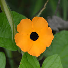 Image result for Thunbergia alata