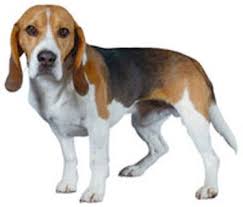 Image result for Harrier dog