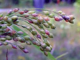 Image result for Panicum adenophorum