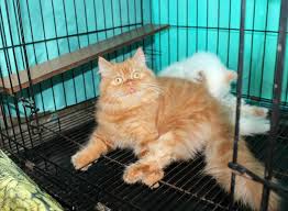 Harga kucing persia dan harga anak kucing persia murah bisa juga dilihat dari kondisi fisik dan kesehatan kucing persia tersebut. Kucing Parsi Malaysia Posts Facebook