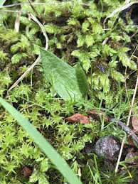 Image result for Ophioglossum richardsiae