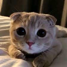 folgen sie fur weitere katzenvideos susseste haustiere witzige katzenfotos lustige tierfotos
