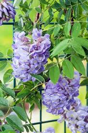Fill the hole and water, then after the soil settles, add more if needed. How To Grow Wisteria Garden Design