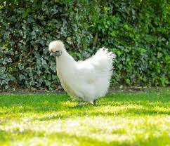 Your eggs will be randomly selected from our white, black, buff, blue, partridge and painted silkie houses. White Silkie Egg Standard Mix N Hatch
