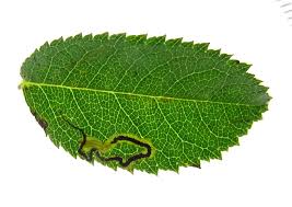 Image result for Stigmella prunetorum