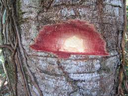 Image result for Hymenaea courbaril