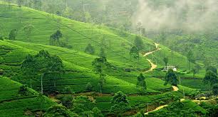Kahawatte plantations plc offers a wide variety of the finest ceylon tea, a variety of quality natural rubber and authentic ceylon cinnamon. Sri Lanka Tea Plantation Tour And 6 Places To Include In The Trip