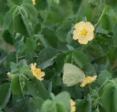 Image result for Abutilon grantii