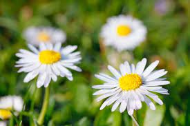 5 Common Daisy Flowers That Are Perfect For Beginning Gardeners Daisy Flower Garden Lovers Club Garden Lovers