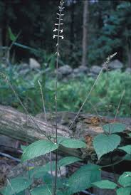 Image result for Fuirena leptostachya