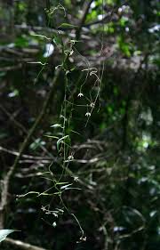Image result for Vincetoxicum monticola