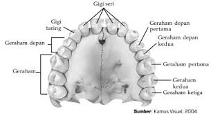 Maybe you would like to learn more about one of these? Pengertian Gigi Fungsi Atau Peranan Gigi Dan Bagian Bagian Gigi