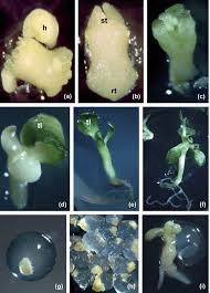 Image result for Centella glabrata