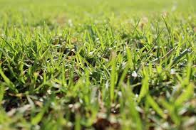 Download gambar sketsa rumput koleksi gambar transmisi otomatis. Ayo Buat Rumah Tampak Asri Dengan 8 Jenis Rumput Ini