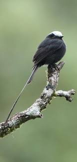 Exotic Birds With Long Tail Feathers Pinterest