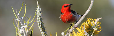 Wildcare Australia Birds