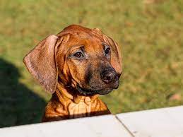 Rhodesian Ridgeback For Sale Rhodesian Ridgeback Puppies Rhodesian Ridgeback Rhodesian Ridgeback Puppies Healthy Puppy