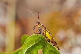 Pin En Macro Animales