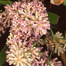 Image result for Stemodiopsis