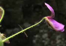 Image result for Desmodium distortum