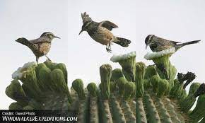 The gilded flicker and gila woodpecker excavate nest cavities inside the saguaro's pulpy flesh. Cactus Wren Feeding On Bugs In Saguaro Flowers Windwalker Expeditions