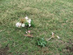 Image result for Crinum subcernuum