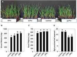 Image result for Rhizobium radiobacter, syn. Agrobacterium tumefaciens