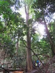 Image result for Newtonia buchananii