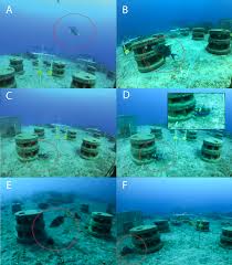 Diurnal predators of restocked lab-reared and wild Diadema antillarum near  artificial reefs in Saba [PeerJ]