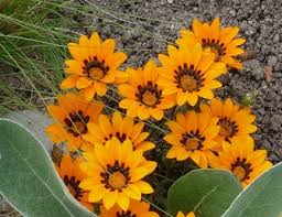 Image result for Gazania krebsiana