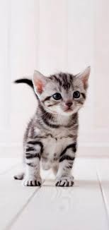 We did not find results for: How Cats Use Their Tails To Communicate 1 5 Tail Up This Is A Happy Cheerful Cat Who Is Most Likely Approachable 2 5 Kittens Cutest Cute Cats Cats