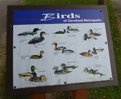 Birds Native To Northeast Ohio Birds Of Cleveland Ohio Metro Parks Wood Ducks Cleveland Metroparks Birds