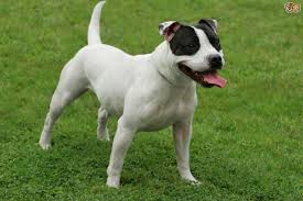 staffordshire bull terriers temperament colours pets4homes