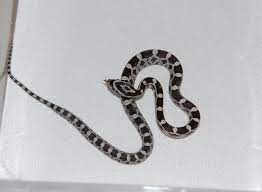 Baby corn snakes can easily live in a plastic vivarium the size of a large shoebox for the first several months of their lives. Pin By Declahn Abbett On Snakes Pet Snake Corn Snake Pretty Snakes