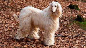 Afghan hound sighthound breed from afghanistan. Afghan Hounds Pet Health Insurance Tips