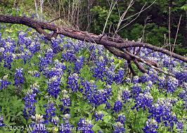 I called many places before thses guys nobody could get my flowers delivered to my wife before the end of her work day i called cedar hill my flowers were delivered before her lunch break so glad i found these guys it made my wife's day. Cedar Hill State Park By Richo State Parks Cedar Hill Cedar Hill Texas