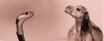 It is a good practice to use camel case in json. Snake Case To Camel Case Bring Peace Between Rails And Javascript Uqido Tech