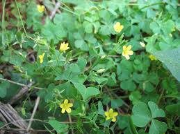 Maybe you would like to learn more about one of these? Wood Sorrel Foraging For Wild Edibles