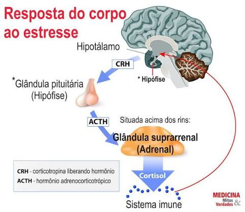 O estresse aumenta o cortisol, engorda e causa doenças | Medicina - Mitos e  Verdades